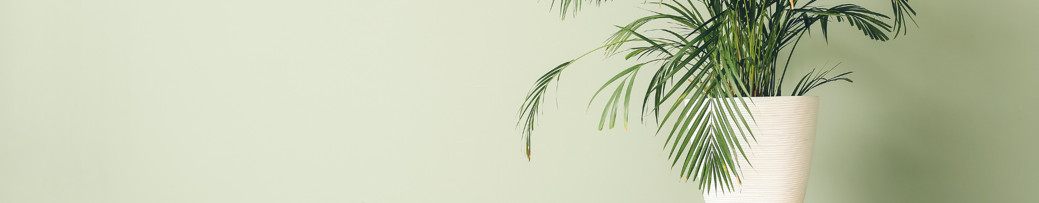 Kukkaruukut ja kannut